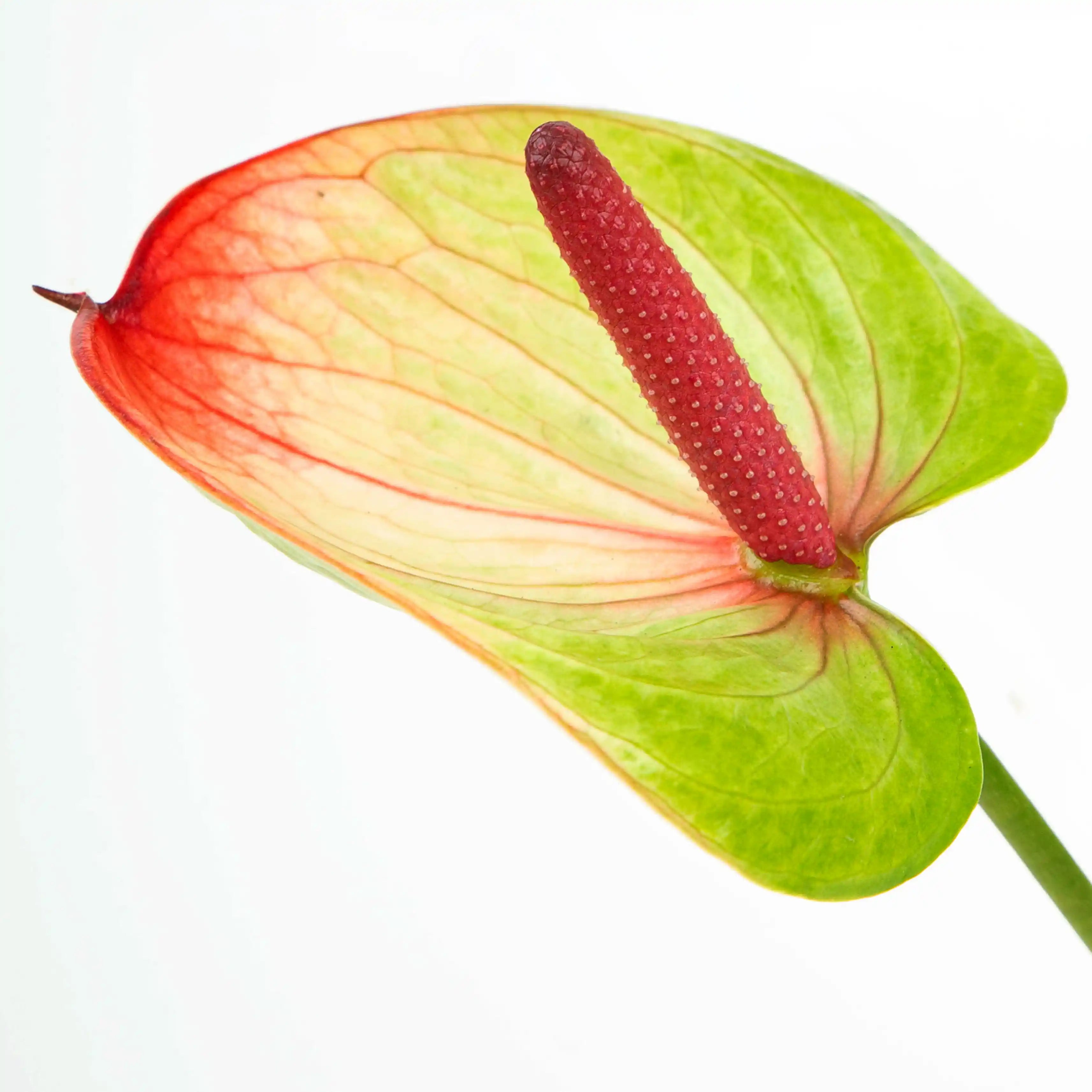 Anturium Zielono-Czerwone