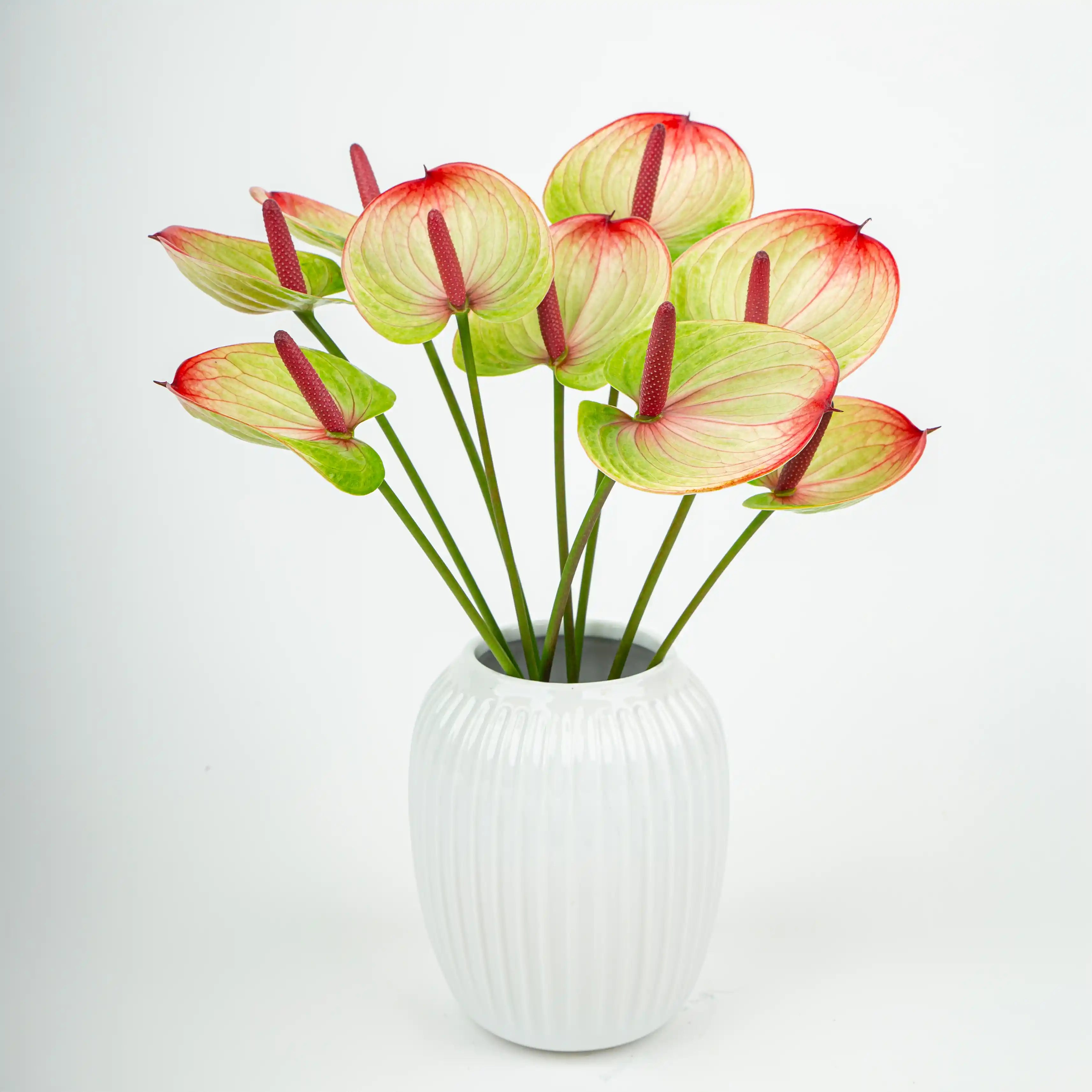 Anturium Zielono-Czerwone