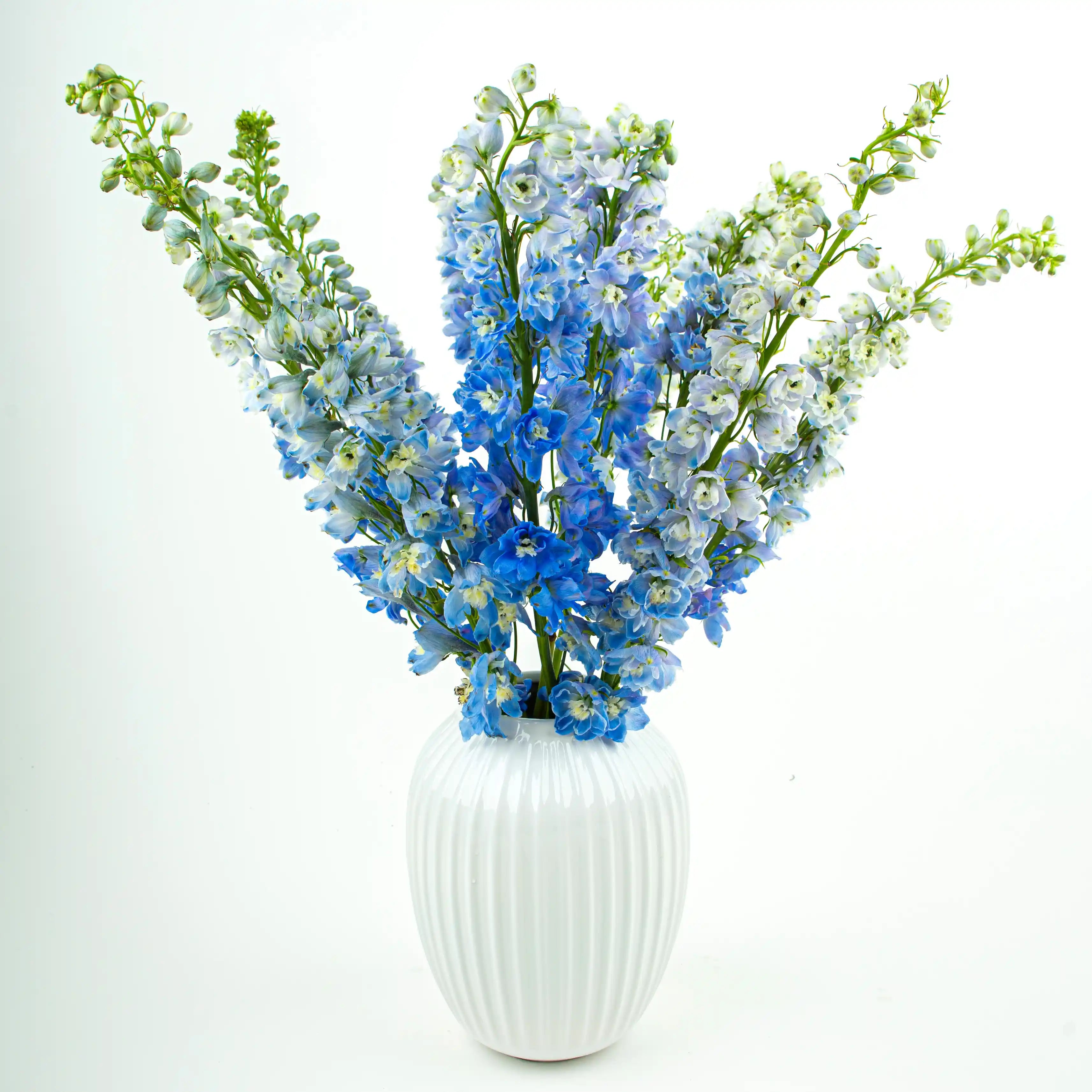 Ostróżka Jasnobłękitna