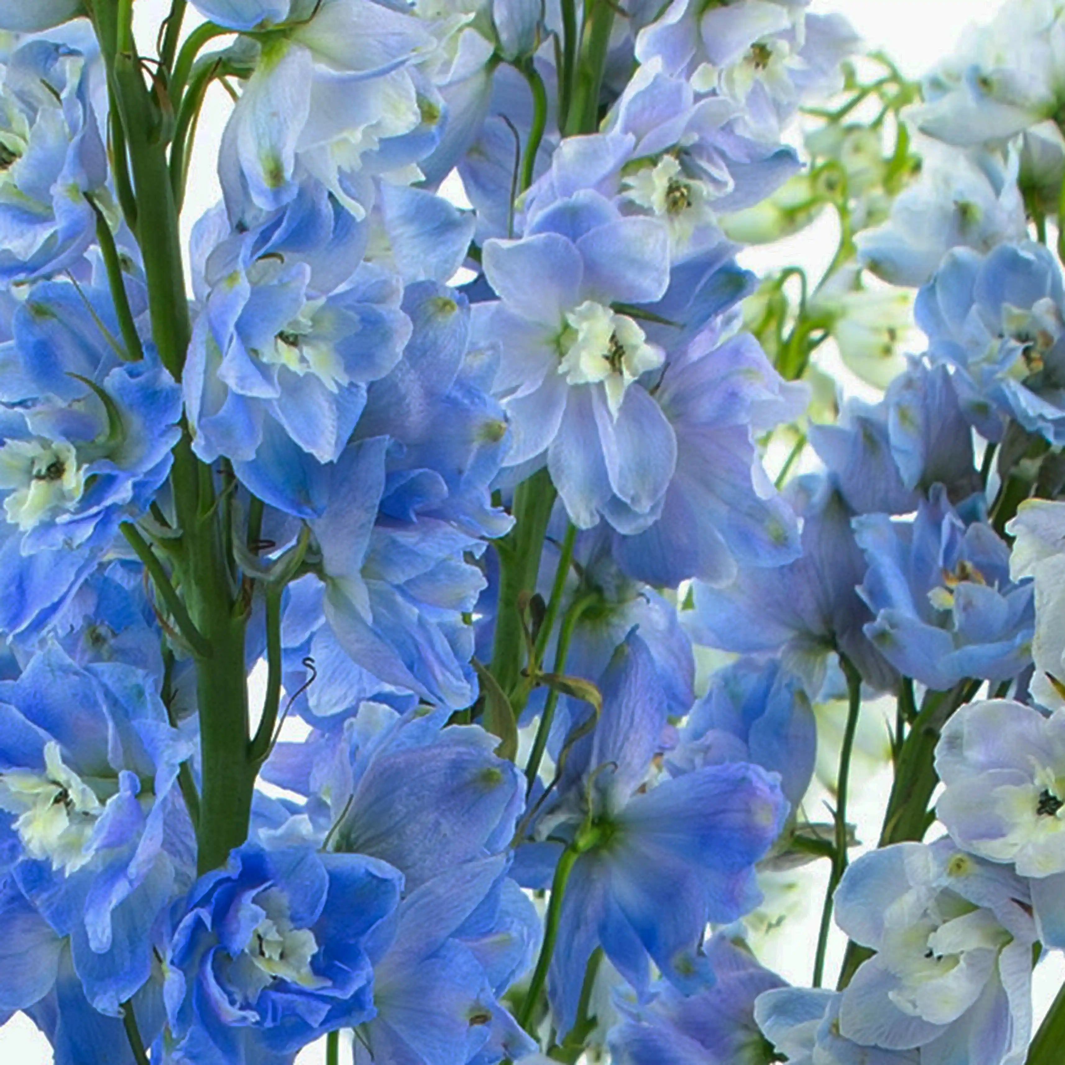 Ostróżka Jasnobłękitna